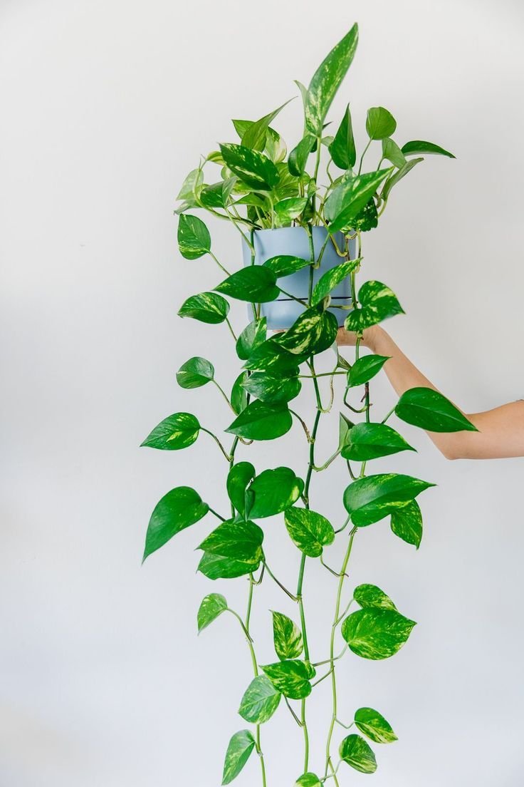 Дипладения мандевилла