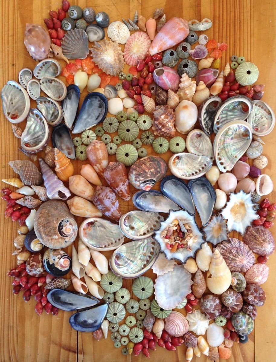 Ракушки поделки коллекции