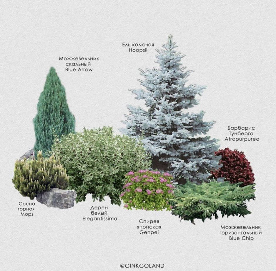 Ель колючая схема клумбы