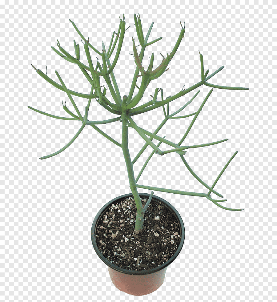 Молочай тирукалли