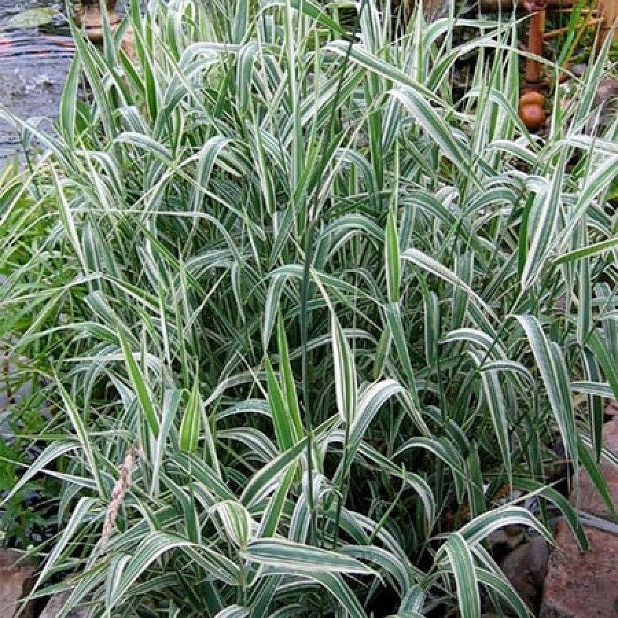 Осока фалярис