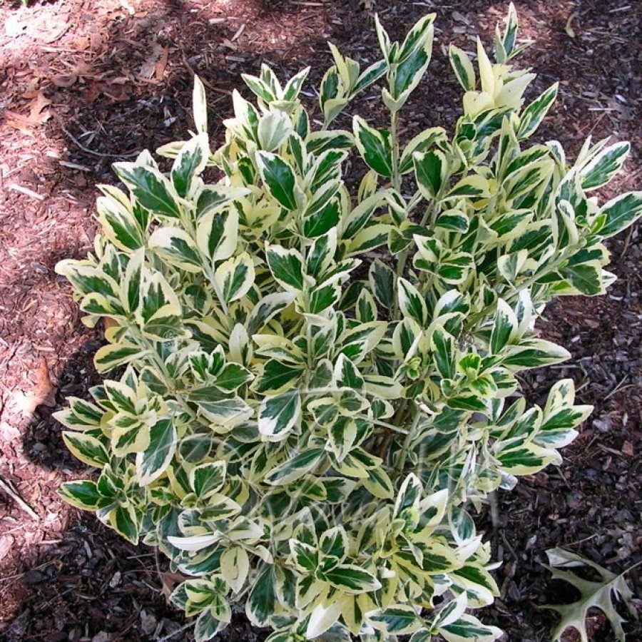 Бересклет Ауреомаргината