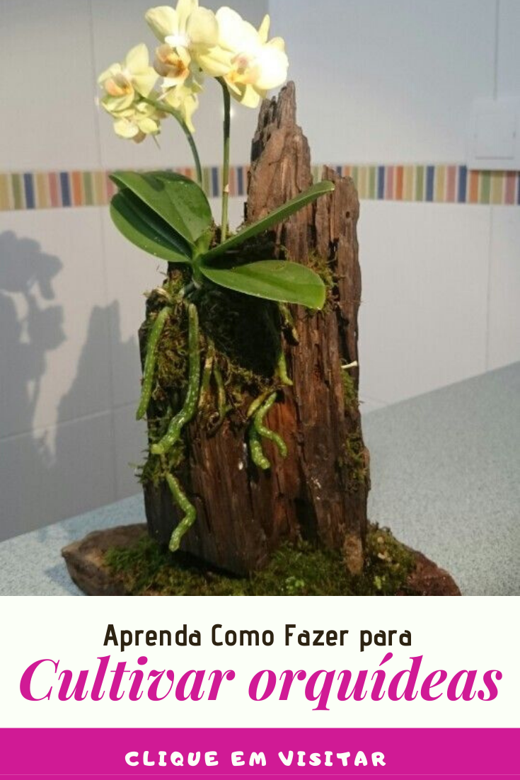 Орхидея фаленопсис на коре