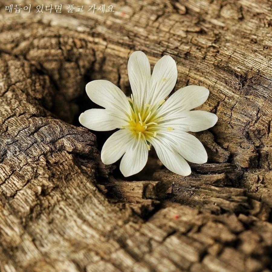 Цветы мелкие разноцветные