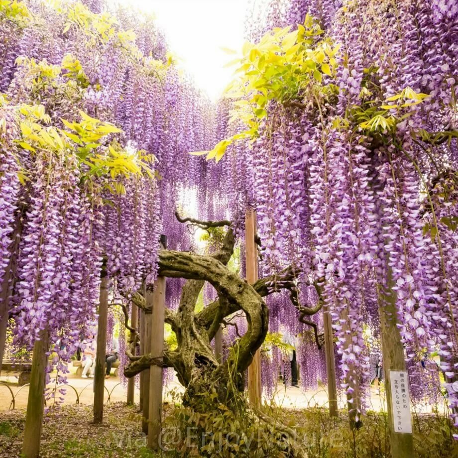 Композиции с березовыми ветками