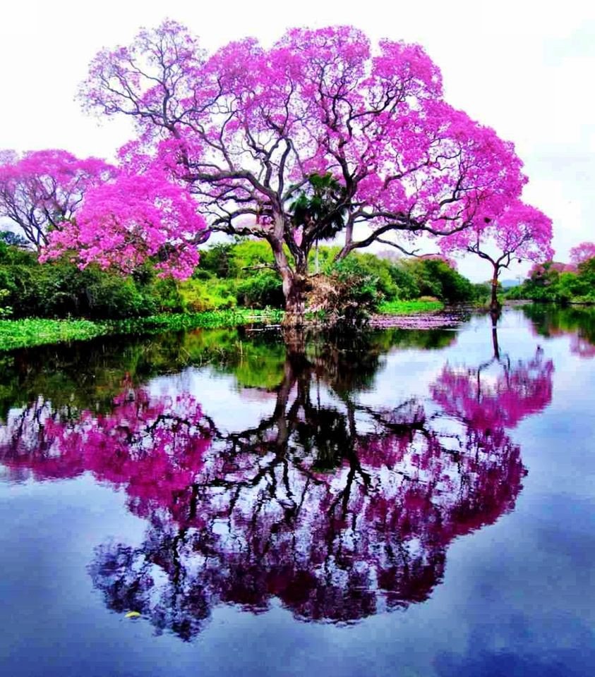 Цветы которые растут на коре деревьев