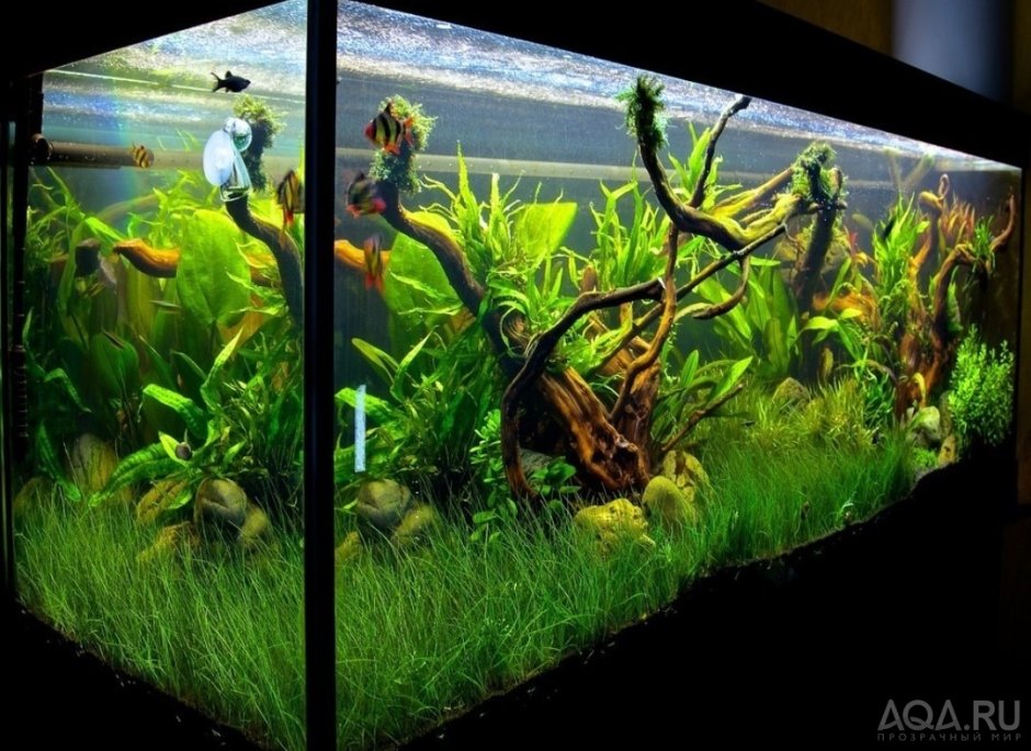 Аквариум травник