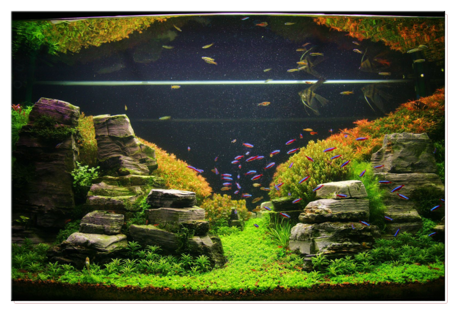 Акваскейп террасы