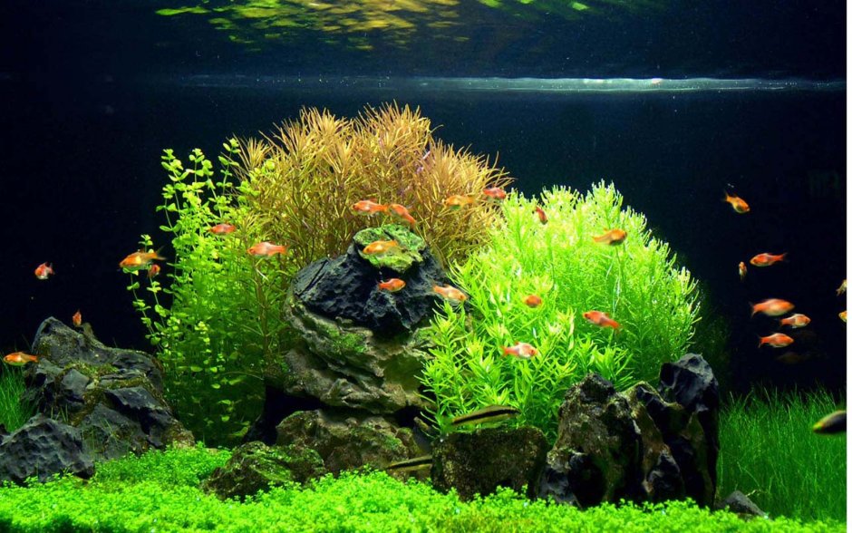 Амано рыбка