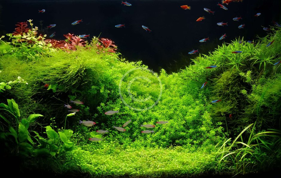 Травники аквариумы Амано