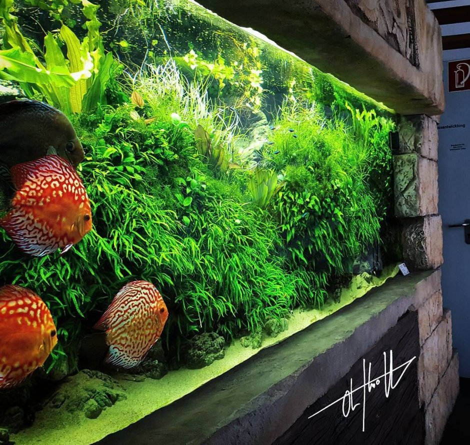 Оливер Кнотт аквариумы