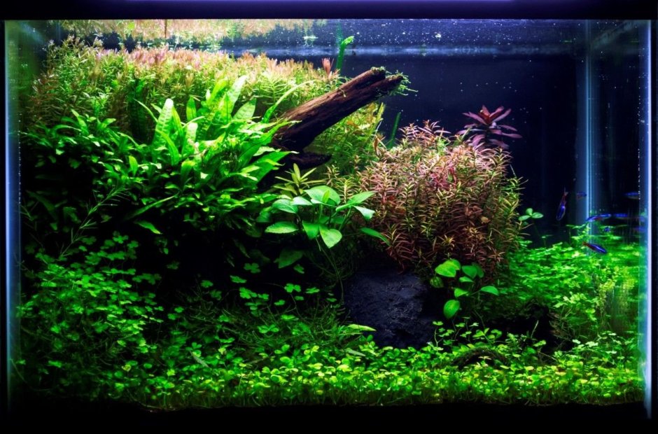 Травник аквариум акваскейп