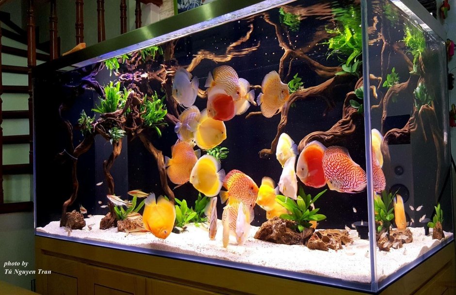 Дискусы хардскейп