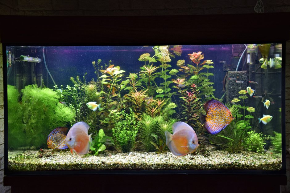 Аквариум спереди