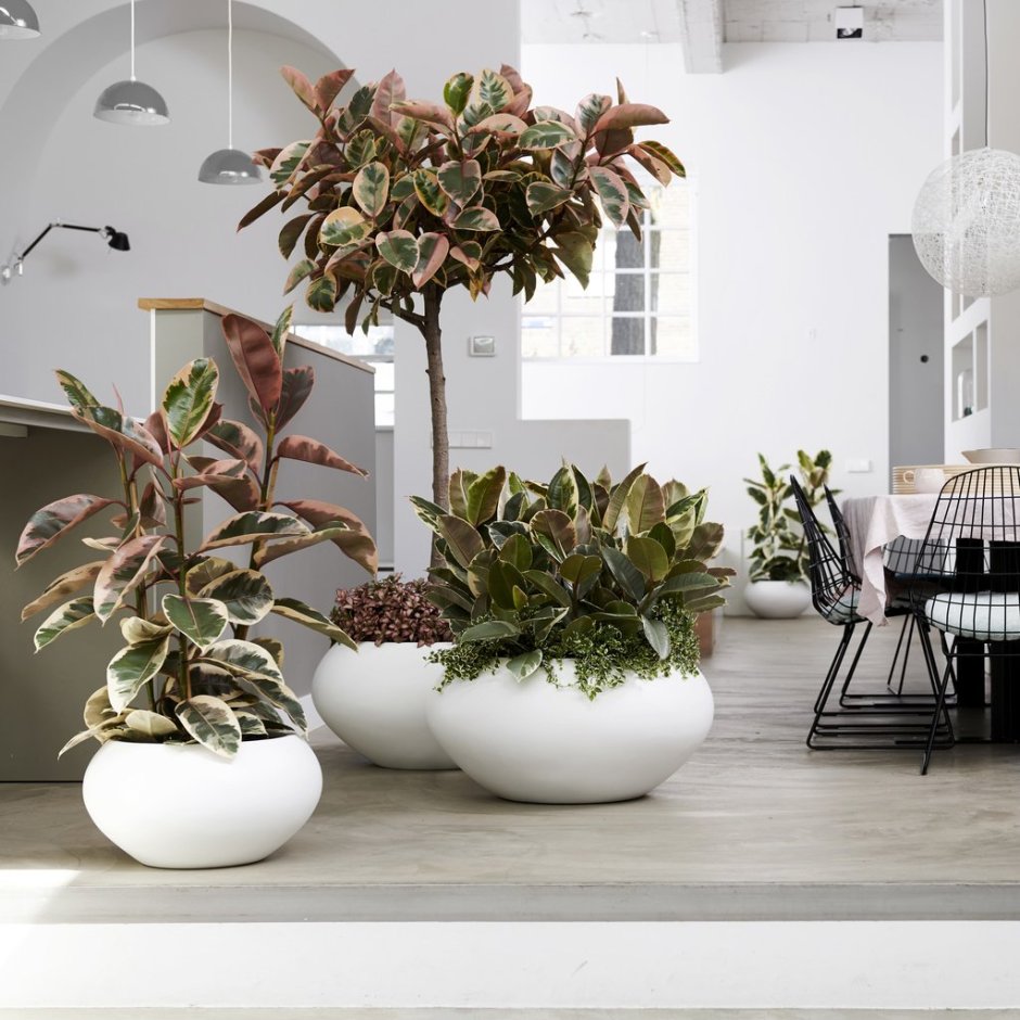 Сансевьера каланхоэ