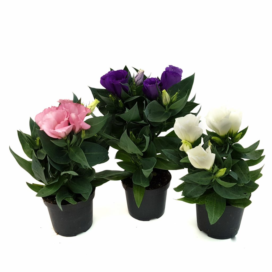 Банан Киевский суперкарлик