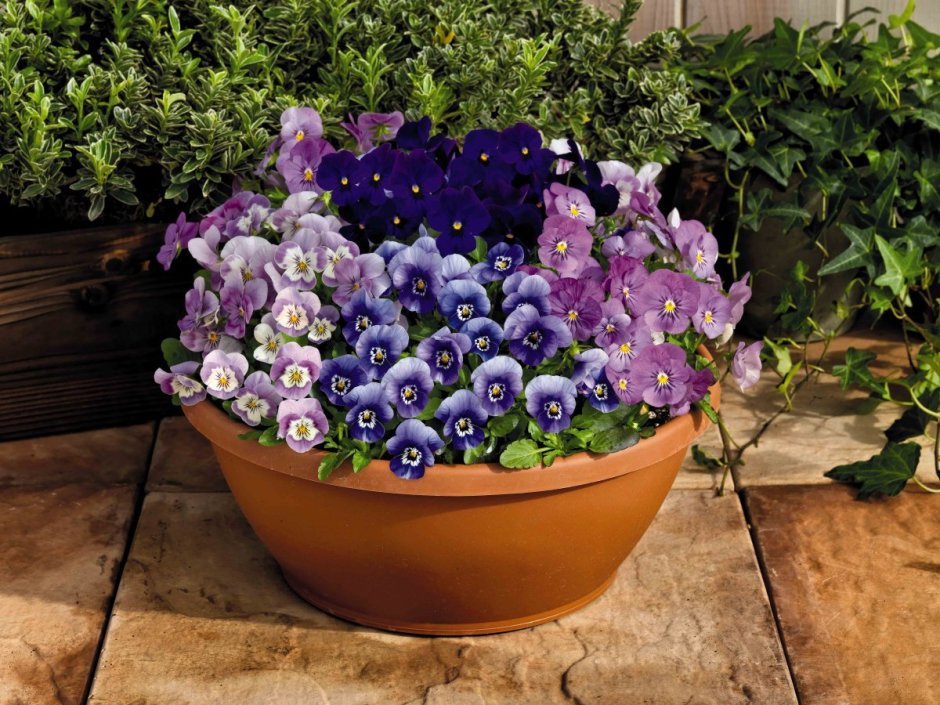 Стильные горшки для комнатных растений