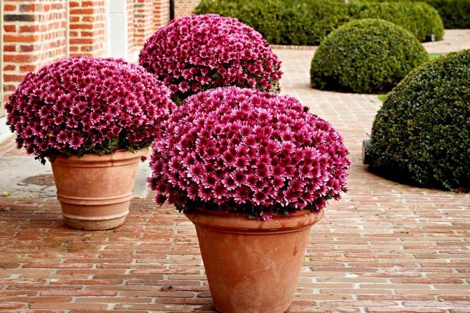 Суккулент Сансевиерия