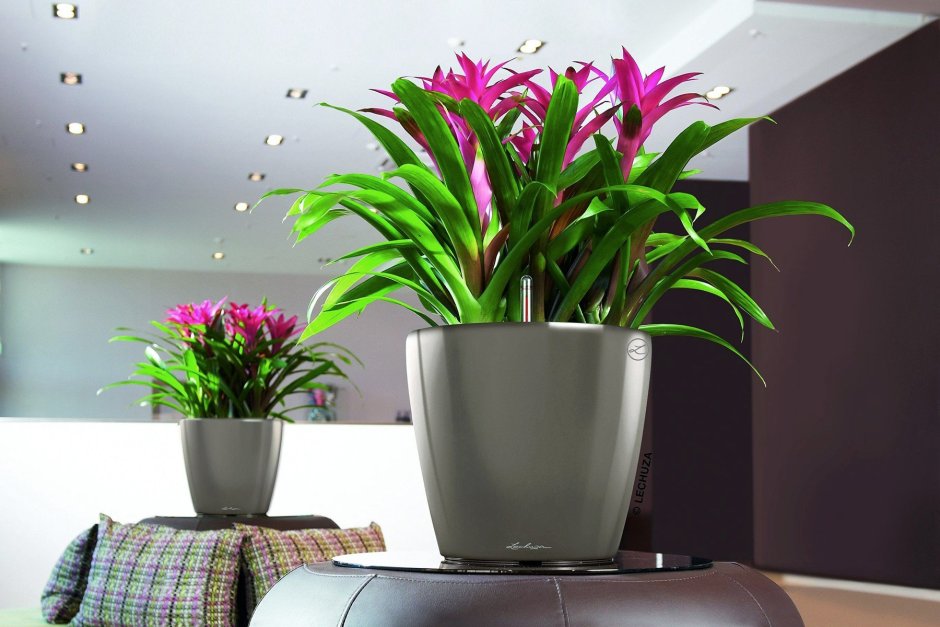 Роза Кордана сиреневая