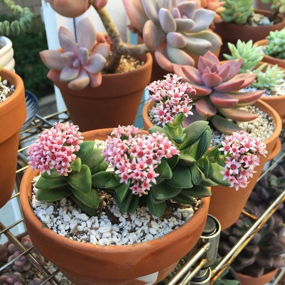 Гузмания + Lechuza