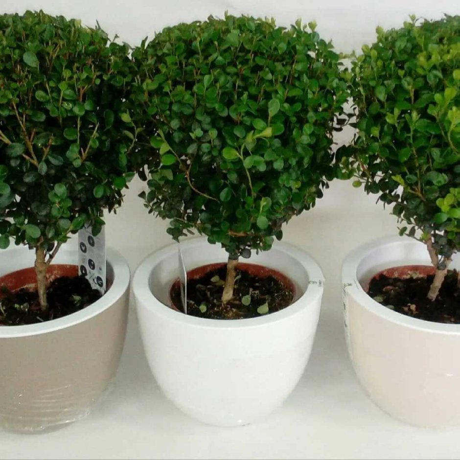 Камнеломка Арендса