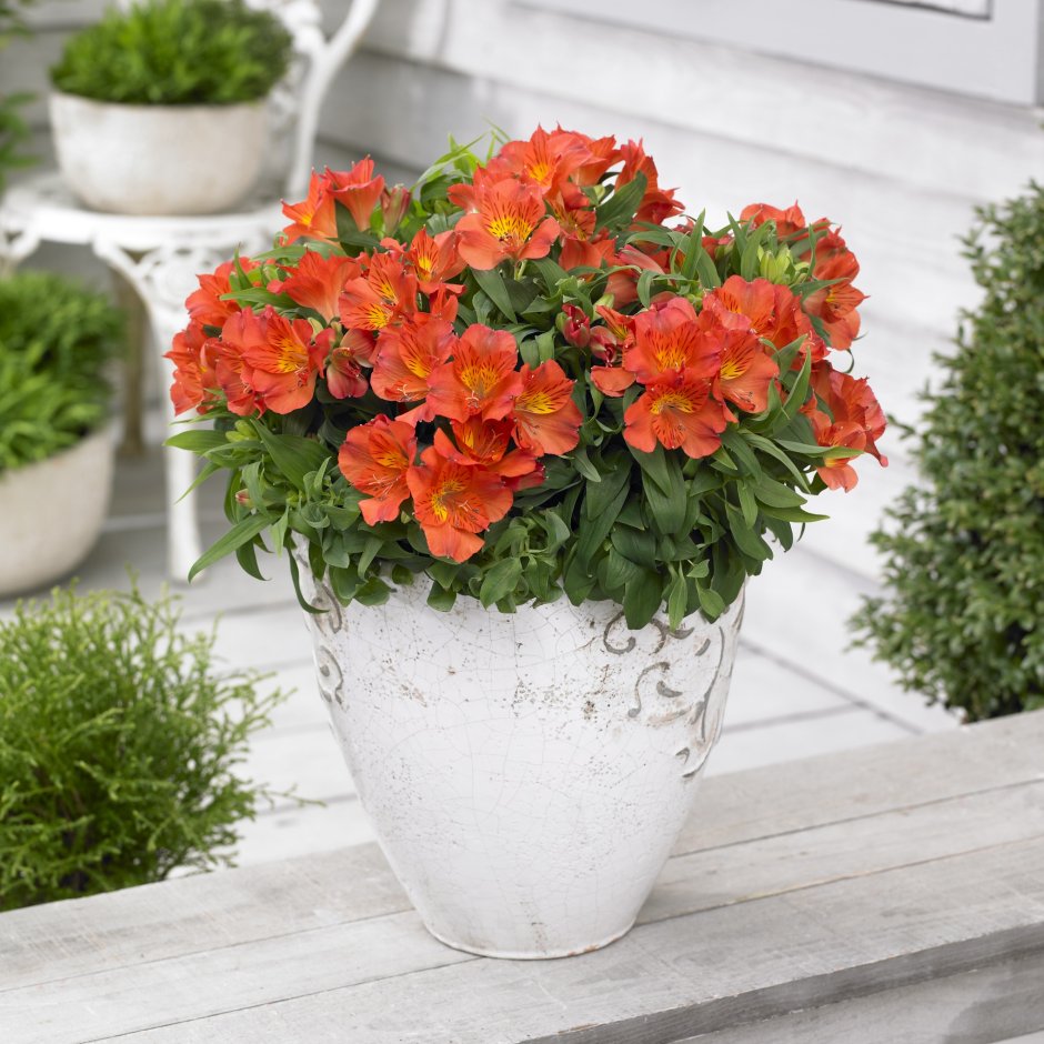 Петуния Виола Эдмаер