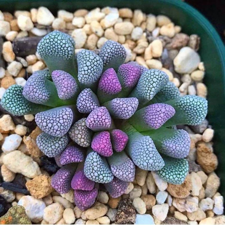 Кустовая Азалия в горшке