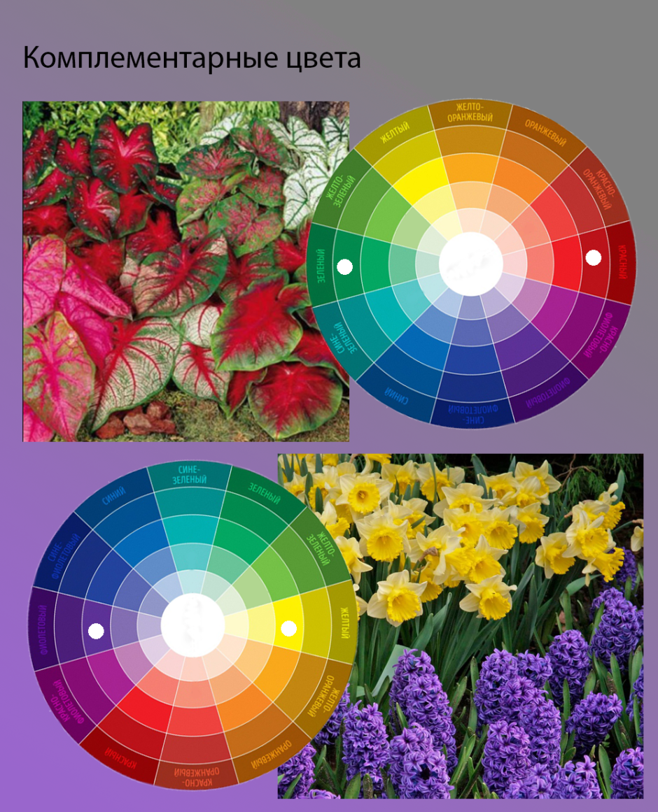 Цветовой круг сочетание цветов в колористике