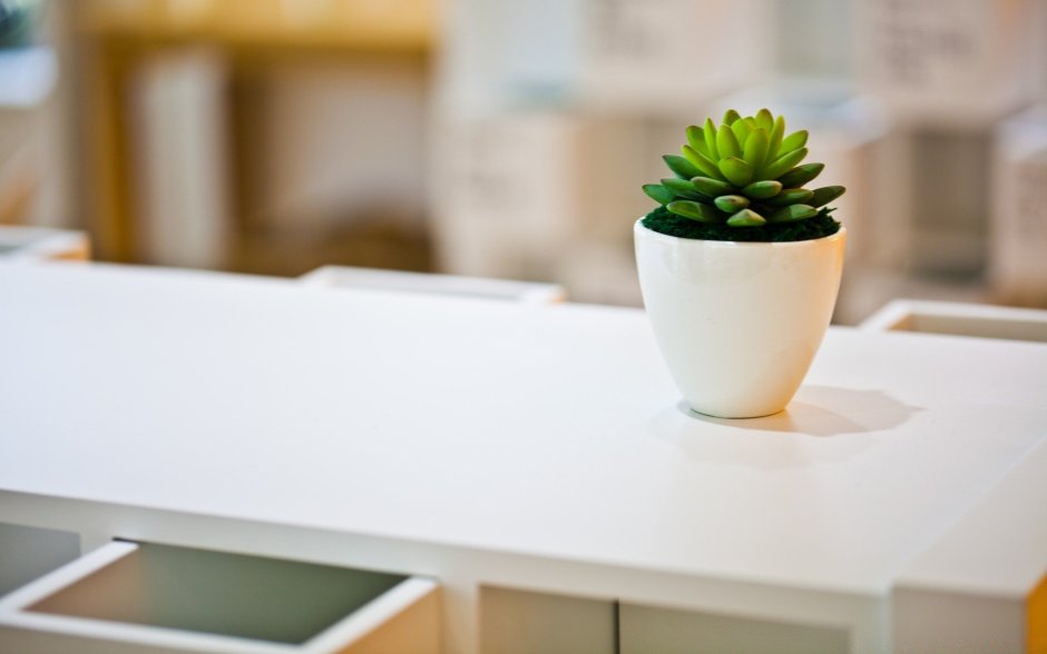 Фитостена Сансевиерия