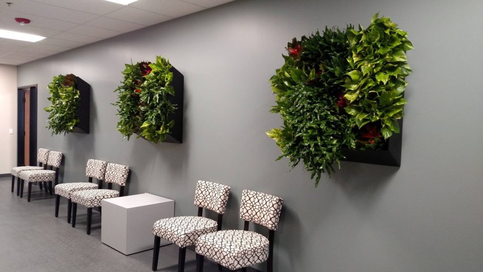 Цветок напольный