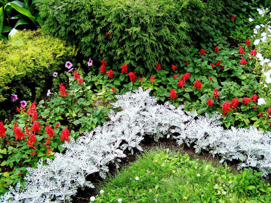 Бордюрные цветы многолетники