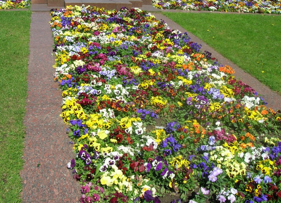 Рабатка Тунберга