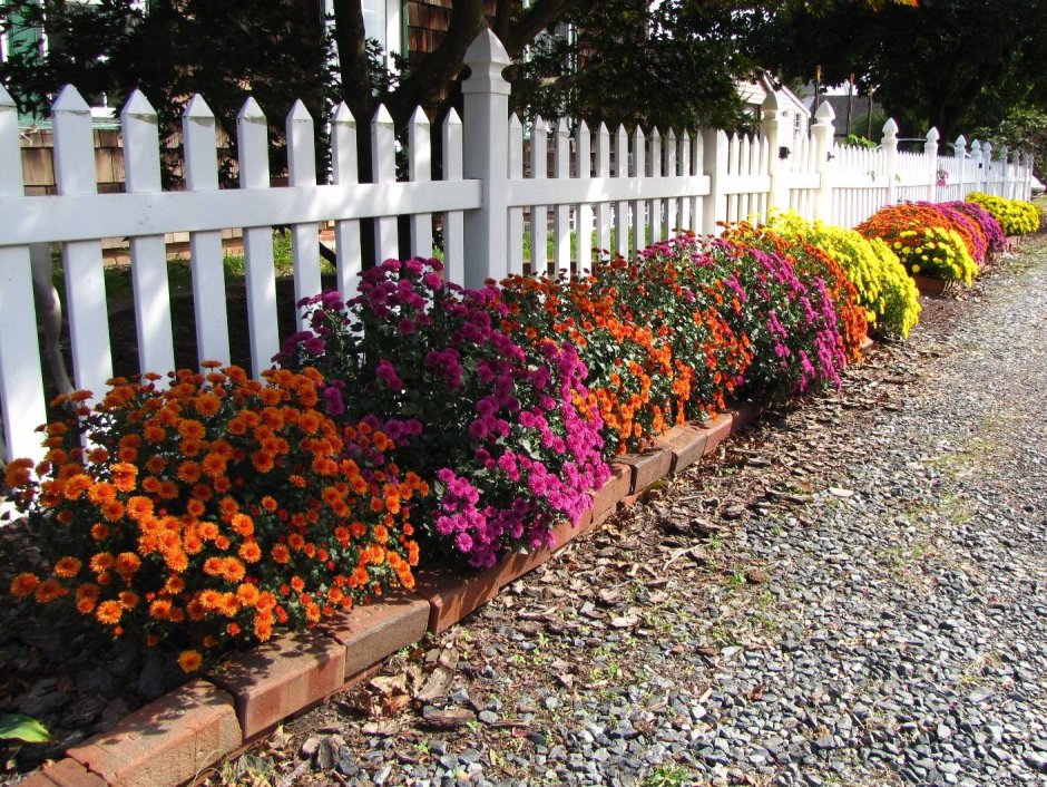 Бордюрные многолетники низкорослые хризантемы