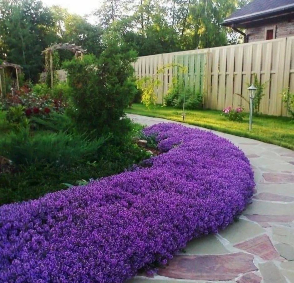 Агератум, Обриета, алиссум