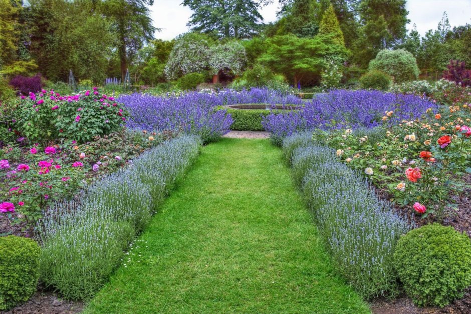 Лаванда на рабатке