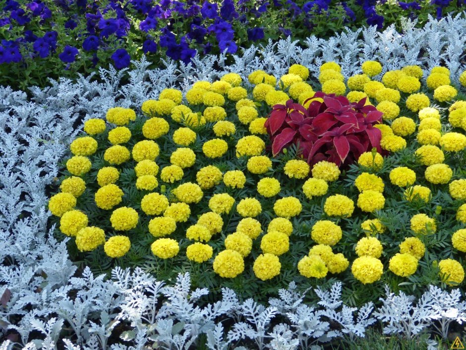 Цинния бордюрная низкорослые