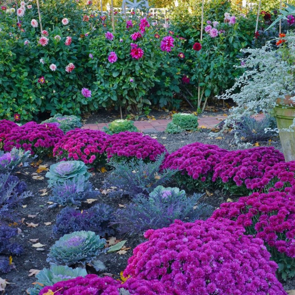 Многолетники хризантемы низкорослые