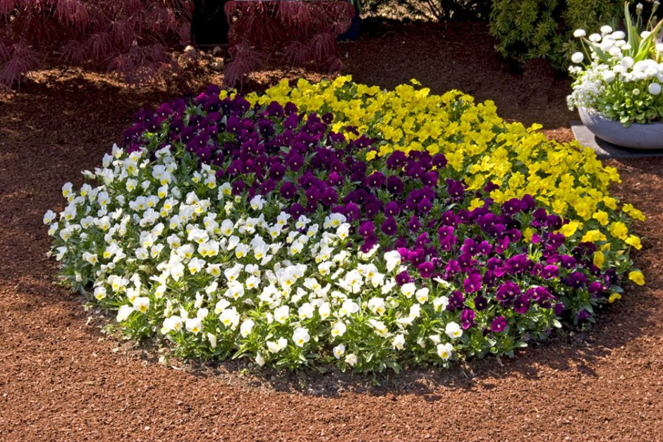 Алиссум на клумбе