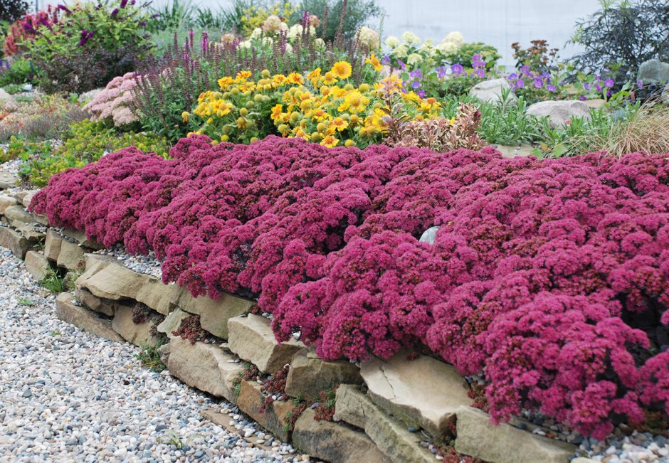 Очиток Даззлберри