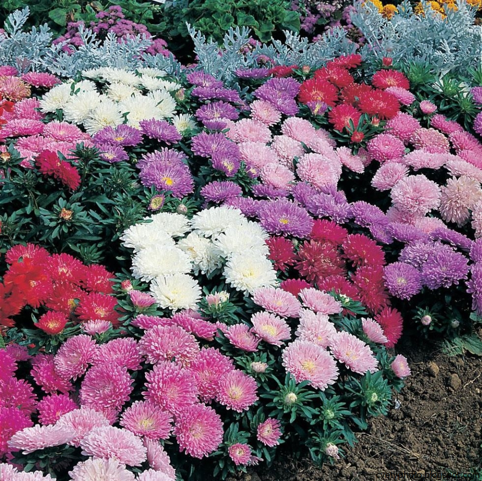 Астра карликовая Миледи