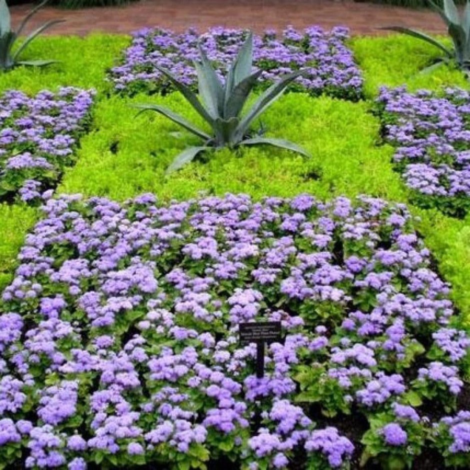 Роза бордюрная Николь