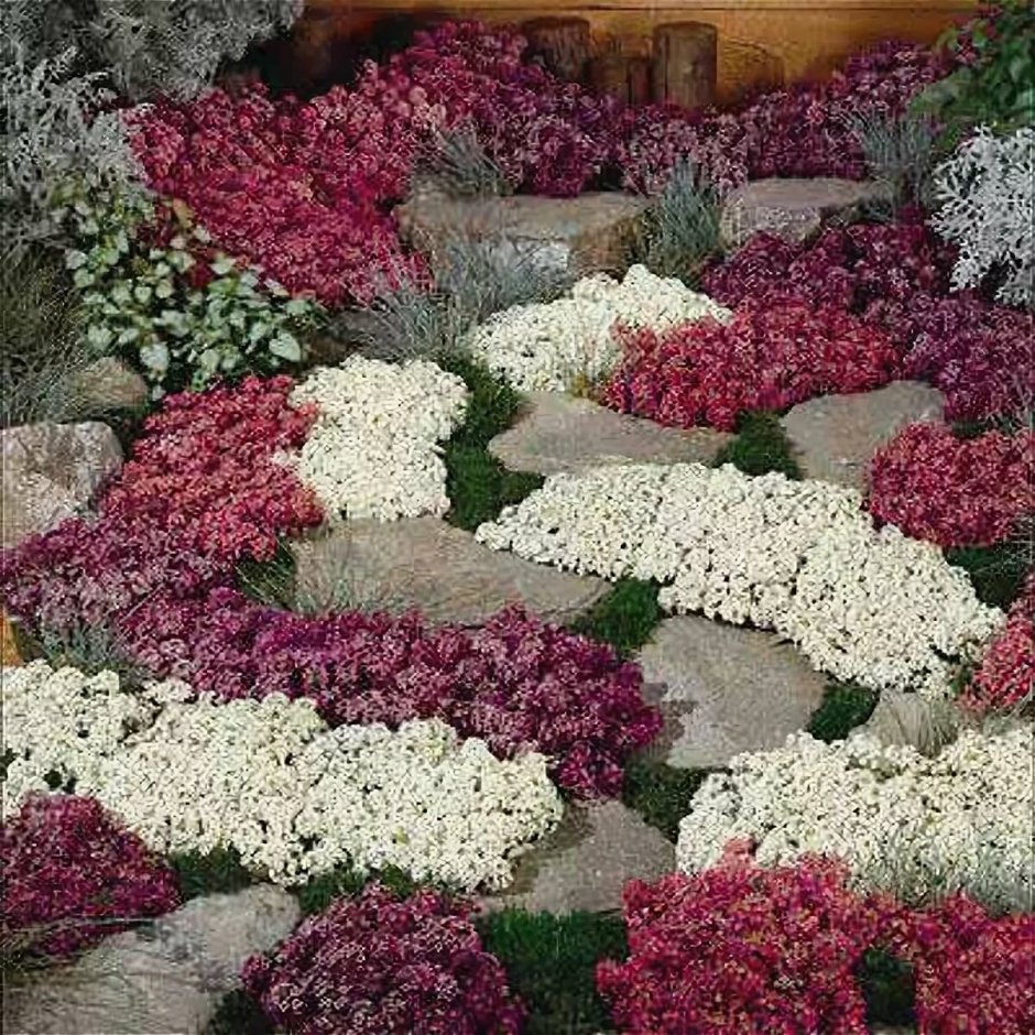 Бордюрные цветы многолетние низкорослые цветущие