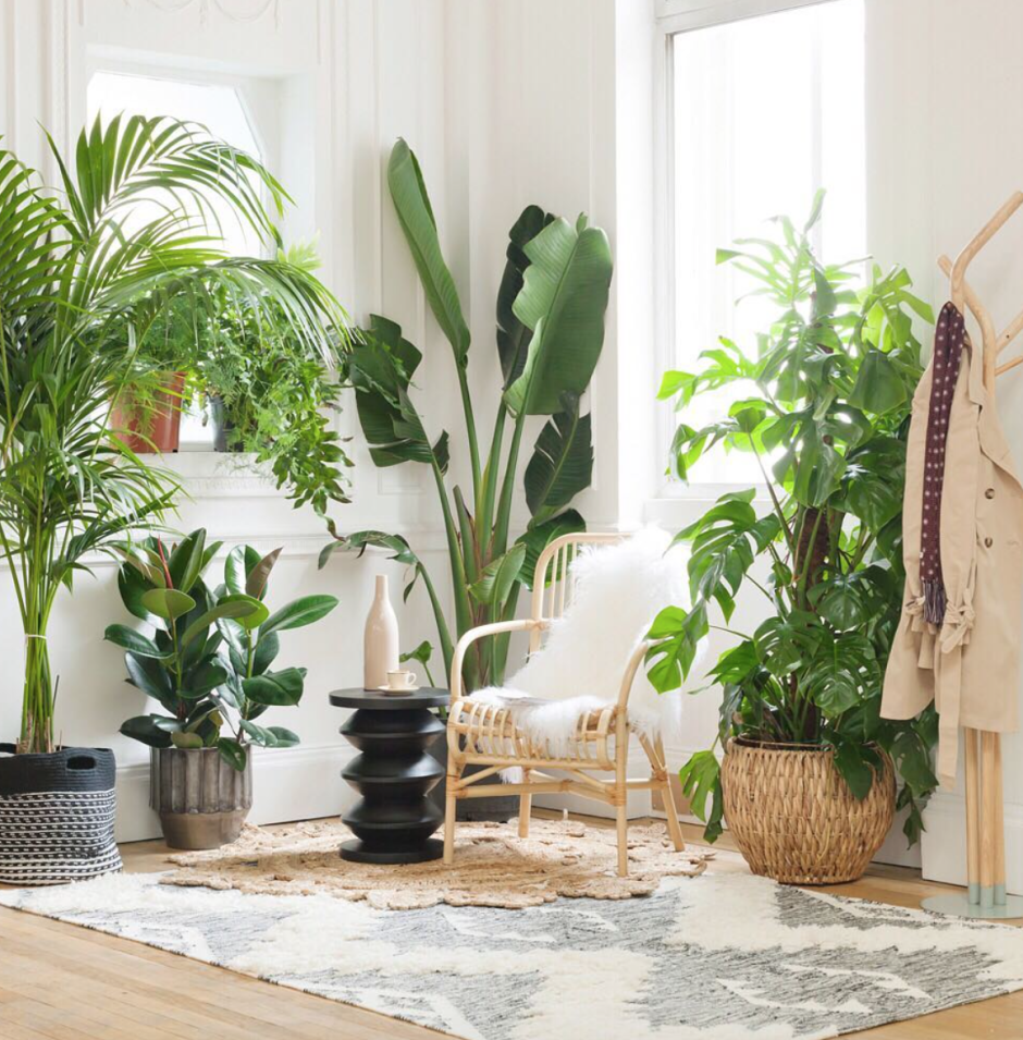 Большие комнатные растения неприхотливые