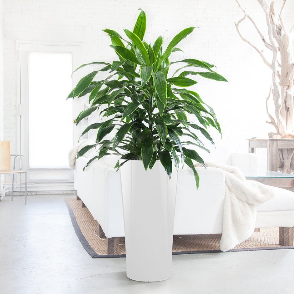 Офисные цветы Драцена