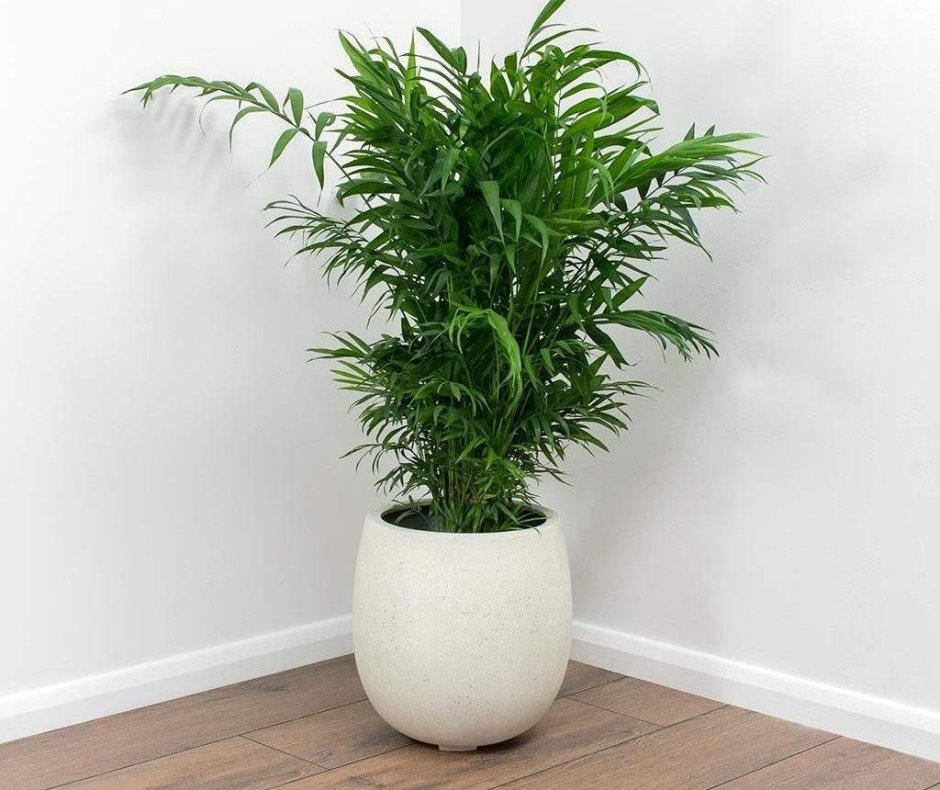 Бамбуковая Пальма хамедорея