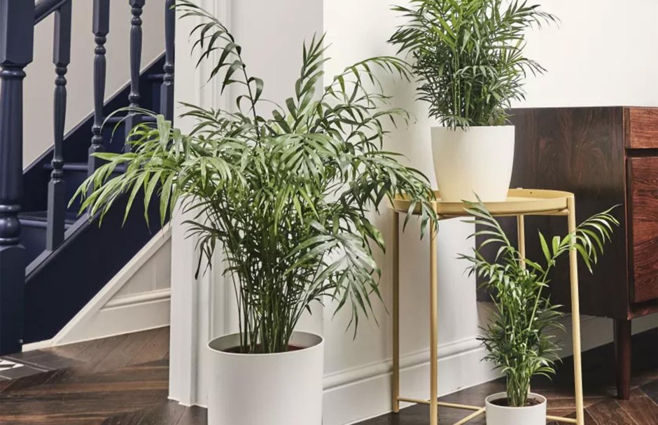 Хамедорея Элеганс в интерьере