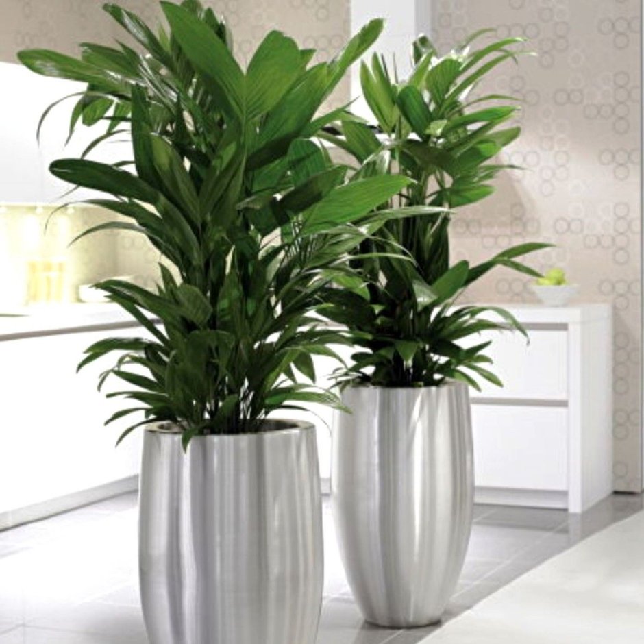 Офисные цветы