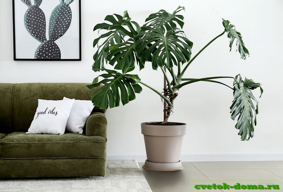 Алоказия зебрина