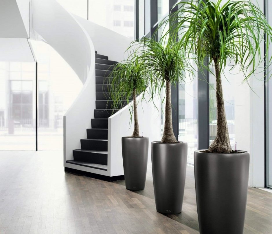 Нолина в кашпо