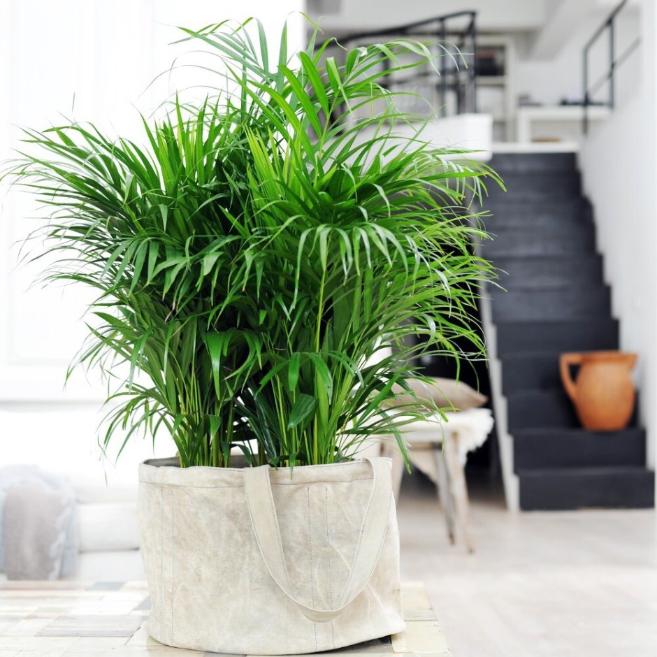 Пальма Арека Хризалидокарпус